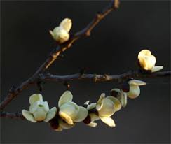 Image result for Cleistochlamys