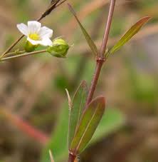 Image result for Linaceae