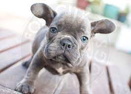 Fog City Bulldogs Just Another Wordpress Site Grey French Bulldog Puppy Bulldog French Bulldog Blue