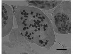 Image result for Nervilia adolphi