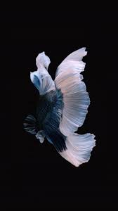In The Latest Beta For Ios 11 Apple Removed The Live Fish Wallpapers From The Iphone So You Can No L Fish Wallpaper Live Fish Wallpaper Fish Wallpaper Iphone