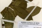 Image result for Trichilia prieuriana