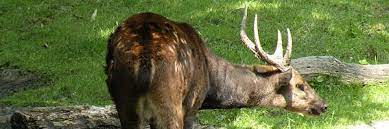 Endemic to the islands of negros and panay, these deer are critically endangered due to widespread hunting in the past, as well as habitat loss. Visayan Spotted Deer Deer Facts And Information