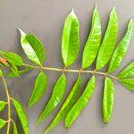 Image result for Pachylobus edulis