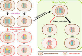 Stages of liver cancer after a cancer diagnosis, staging provides important information about the ultrasound3 is often the first test used to look at the liver. Ploidy Dynamics Increase The Risk Of Liver Cancer Initiation Nature Communications