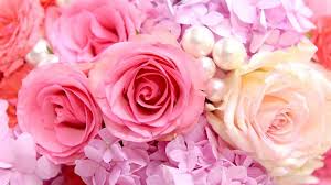 Bookey Flower Images And Wallpapers Download Pink Roses Background Rose Wallpaper Pink Roses