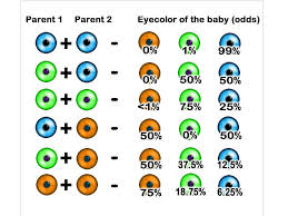 eye color combination chart parent and children eye colors