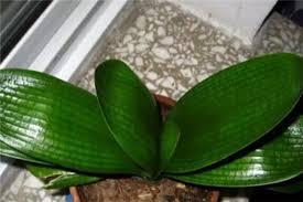 I just put it in a new pot with orchid bark. Gentleman Orchid Fertilizer Use It Pot Buried A Little The Leaves Green Straight Drop Of Oil The Plant Aide