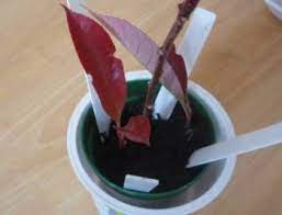 Fraser's or red tip photinia synonyme(s): Expert Advice On Growing Red Robin Photinia In The Uk