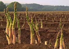 For best results, plant asparagus in a raised bed in an area of the garden with little shade. Growing Asparagus Planting Growing And Harvesting Asparagus The Old Farmer S Almanac
