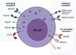 We did not find results for: Cells Free Full Text Enhancing A Natural Killer Modification Of Nk Cells For Cancer Immunotherapy Html