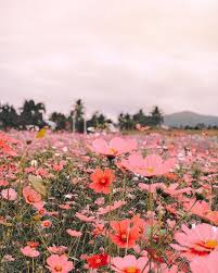 Check spelling or type a new query. J E A N N I E K H O On Instagram Feels Like It S Been Spring Here In Thailand Since December Mother Nature Nature Aesthetic Flower Aesthetic Flower Field