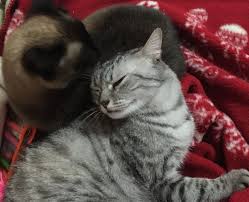 Oglum Ve Kizim Sakiz Kizlar