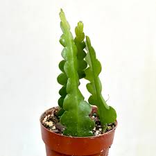 Image result for Englerophytum natalense