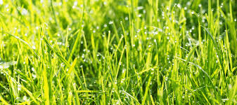In hot, dry weather, water shrubs and flowers daily. How Often To Water Lawn In Summer Abc Blog