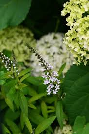 Full sun, partial shade hardiness: Royalty Free Loosestrife Photos Free Download Pxfuel