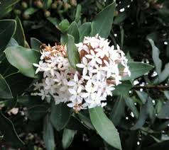 Image result for Acokanthera laevigata