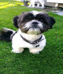the secret to making your dog s problem behaviors disappear shih tzu sevimli kopek yavrulari yavru kopek