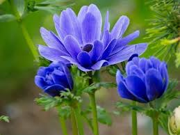 1,810 types blue flowers products are offered for sale by suppliers on alibaba.com, of which decorative flowers & wreaths accounts for 2%, detergent accounts for 1%. Top 55 Types Of Blue Flowers With Names And Pictures Florgeous