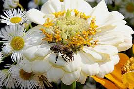 For decades, the united states and the soviet union engaged in a fierce competition for superiority in space. Take The Bee Quiz And Test Your Bee Smarts Empress Of Dirt