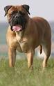 Mastiff Dog Breed Information - American Kennel Club