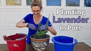 I have started using a very gritty mix containing a loam based. Planting Lavender In Pots Joyusgarden Youtube