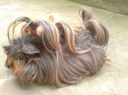 A warm welcome to our website! Long Haired Guinea Pig Bangs Novocom Top