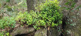 Image result for Humularia minima