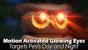 Encouraging natural predators to control rodent population is a natural form of pest control, along with excluding food sources for rodents. Owl Alert Ultrasonic Pest Repeller Pulsetv