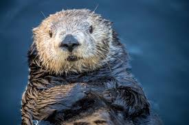 The 13 extant otter species are all semiaquatic, aquatic or marine, with diets based on fish and invertebrates. What S Killing California S Sea Otters House Cats The New York Times