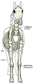 Horse Skeleton Diagram Horse Skeleton Anatomical