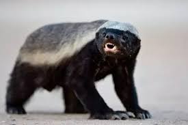 Before i even attempt to answer that, let me explain humans. If Animals Could Talk Which Would Be The Rudest Quora