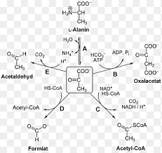 Mechanism Of Decarboxylation Of Pyruvic Acid In The Presence Of Hydrogen  Peroxide. - Abstract - Europe Pmc