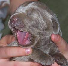 If you don't have a yard for them to run in, labs are often happy with a trip to the dog park. Silver And Chocolate Lab Puppies For Sale