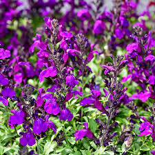 Image result for Salvia