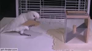 Animated Gif Bird Is The Word Gif Https Encrypted Tbn0 Gstatic Com Images Q Tbn 3aand9gcs Mvkjdeqvajzglm8e0d02nbllqmxy3vqyig Usqp Cau