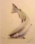 Chinook Salmon Drawings Bing Images Salmon Drawing Fish Drawings Fish