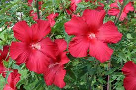Image result for Hibiscus ludwigii