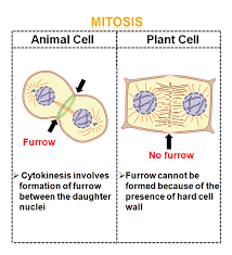 Unlike animal cells, plant cells have cell walls and organelles called chloroplasts. Learn Differences Between Animal And Plant Cell Mitosis In 2 Minutes