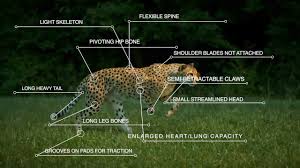 For more anatomy content please follow us and. How Is The Cheetah Skeleton Different From Other Cats Cheetah Conservation Fund Canada