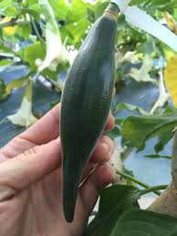 Image result for Tabernanthe elliptica