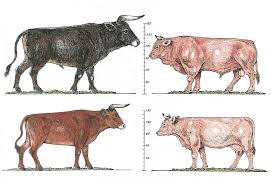 Cattle Domestication From Aurochs To Cow