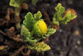 Image result for Grangea maderaspatana