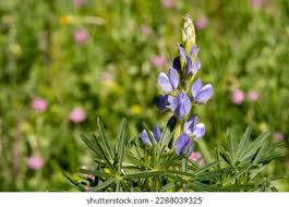 Image result for Dolichos angustifolius