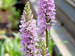 Die orchidee gehört zweifelsfrei zu den schönsten gewächsen. Orchideen Fur Den Garten Hauenstein Ag