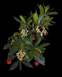 The madrone tree (arbutus menziesii) also goes by other names, including pacific madrone, madrona, madrono, bearberry and strawberry tree. Arbutus Wikipedia