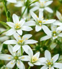 Image result for Ornithogalum pulchrum