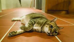 Read about common cat cancer symptoms and possible methods of cancer disease is not a common disease found in cats as compared to dogs. Cancer In Cats Signs To Watch For Royal Examiner