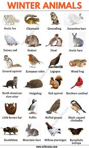 Winter Animals List Of 20 Best Winter Animals In English Esl Forums In 2020 Animals Name In English Animal Infographic List Of Animals