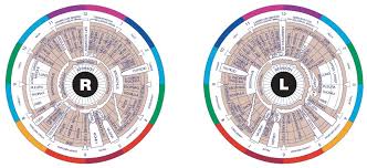 27 Memorable Iridology Chart Male